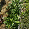 Tétragone cornue – Image 3