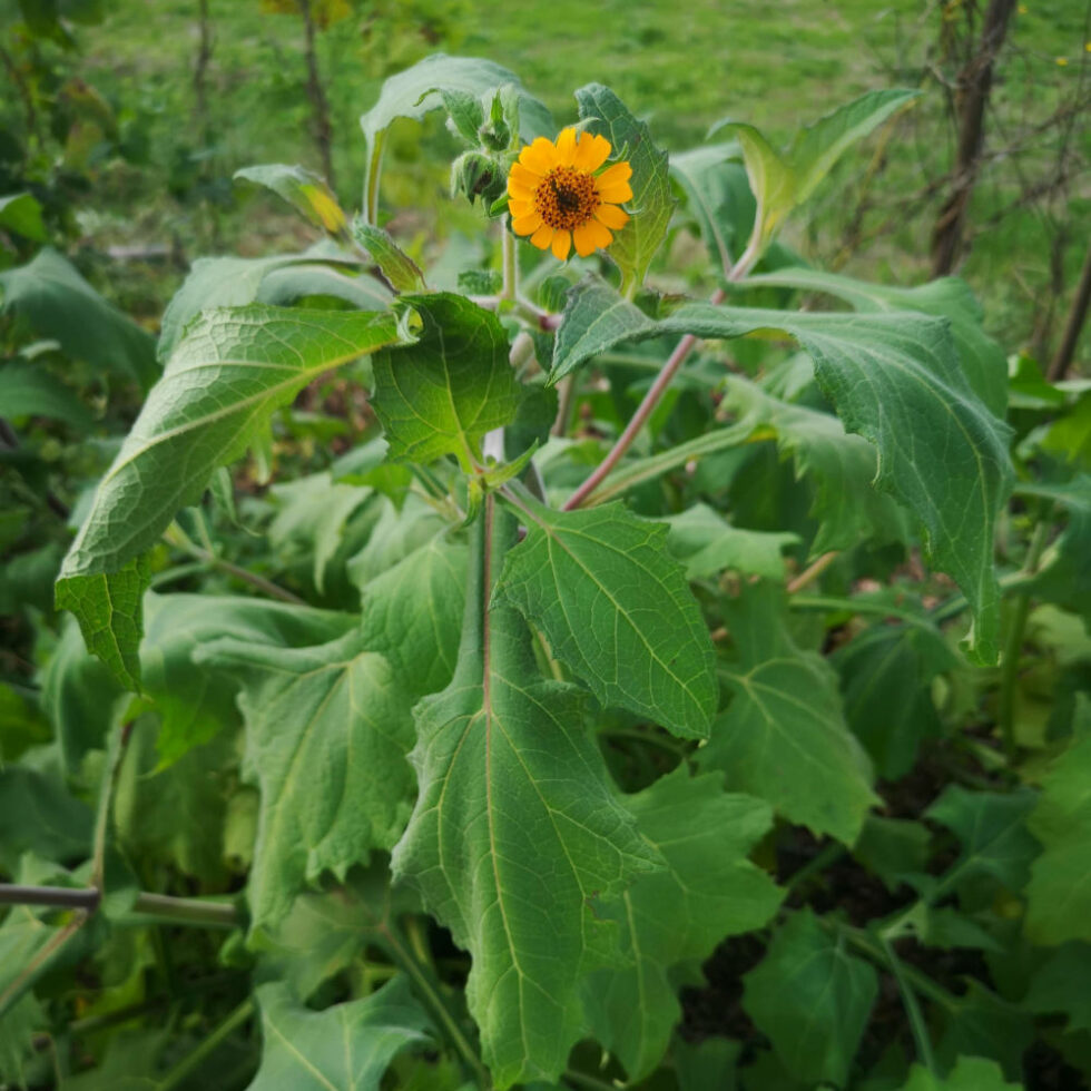 Yacón - Le Jardin-Forêt du Chambon