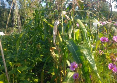 Potager diversifié : association maïs haricots fleurs