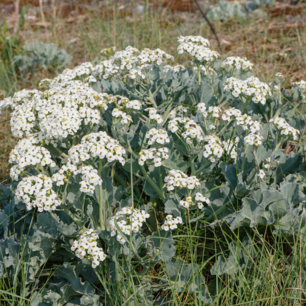 crambe maritime