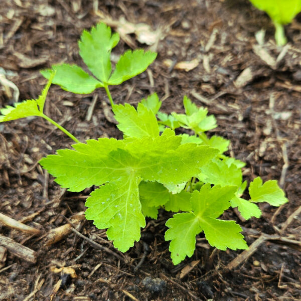 persil mitsuba
