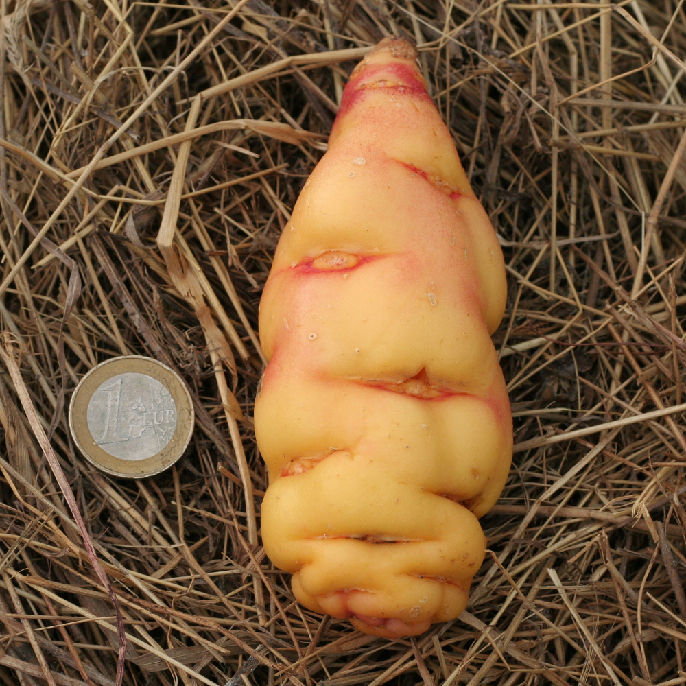 Capucine tubéreuse 'Orange'