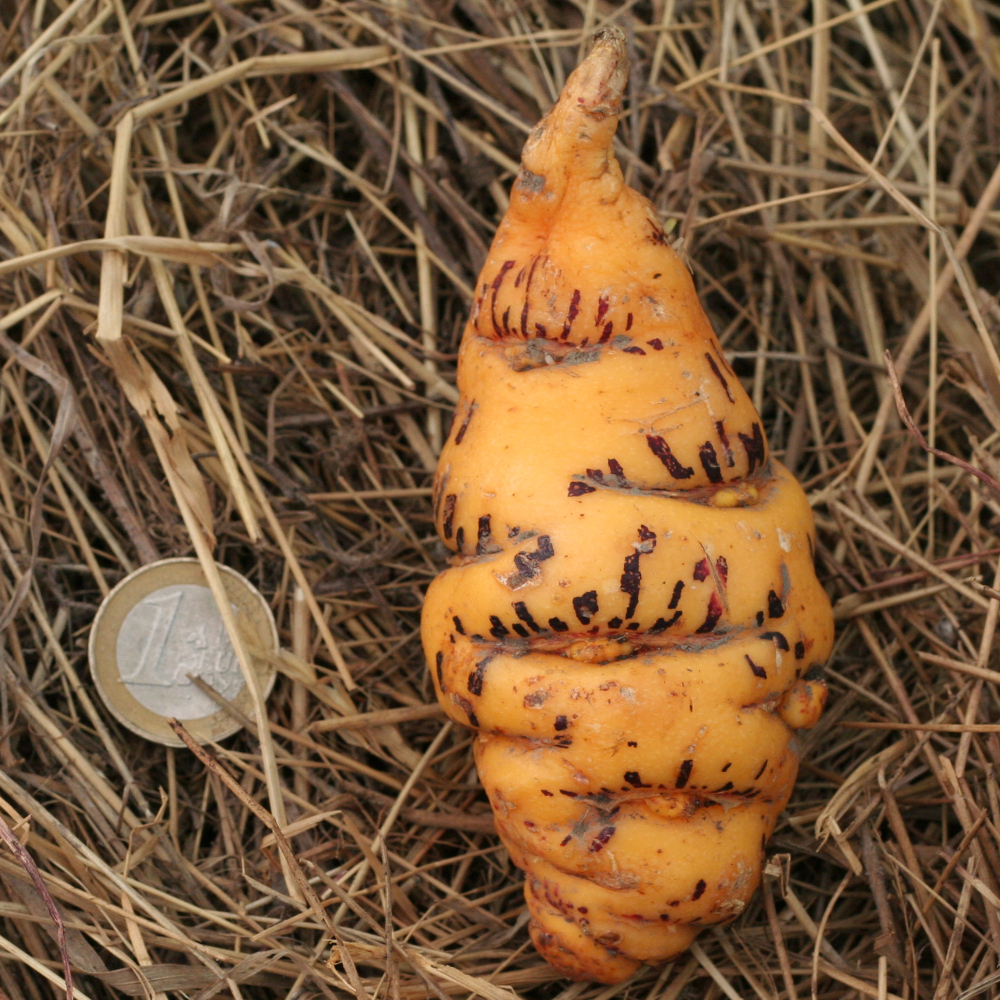 Capucine tubéreuse 'Purple striped'