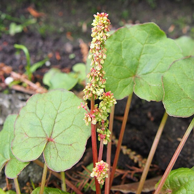 Oseille des montagnes