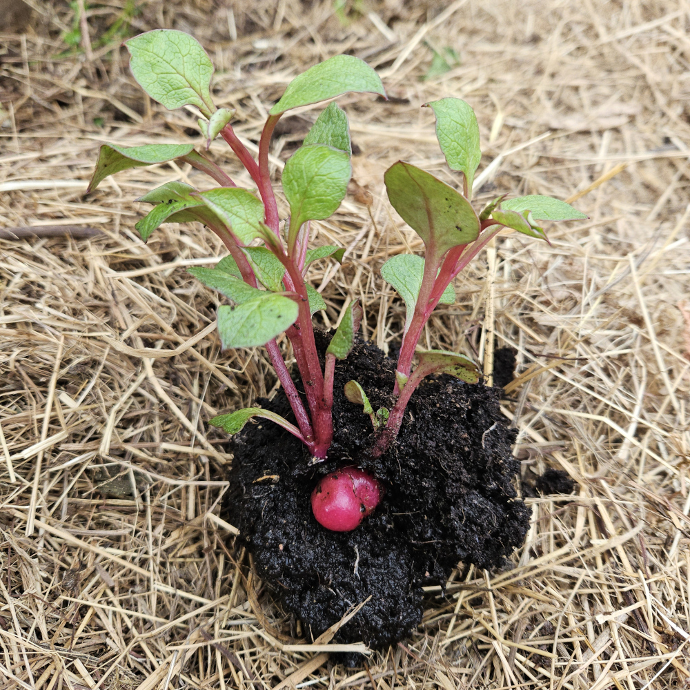 Plant d'ulluque
